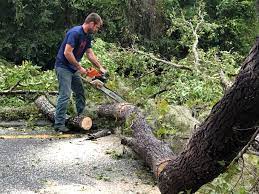 Best Lawn Grading and Leveling  in Bacliff, TX
