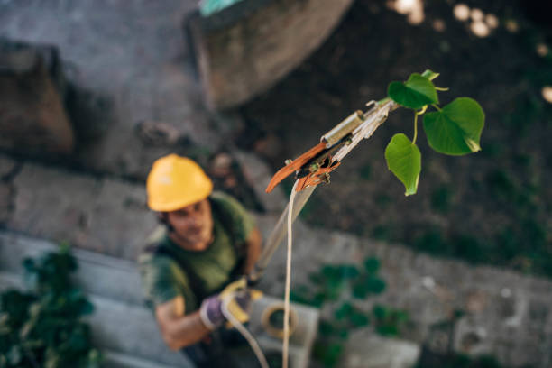 How Our Tree Care Process Works  in  Bacliff, TX