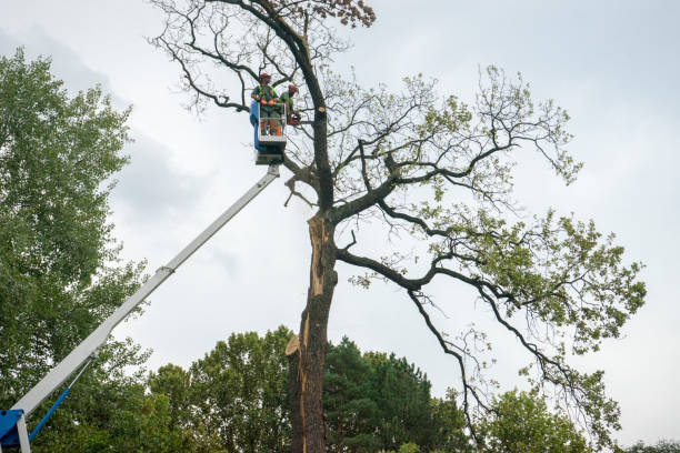 Best Palm Tree Trimming  in Bacliff, TX