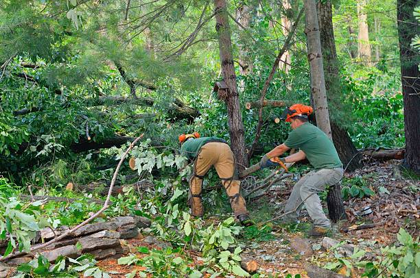 Best Tree Disease Treatment  in Bacliff, TX