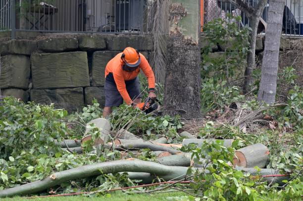 Best Emergency Tree Removal  in Bacliff, TX